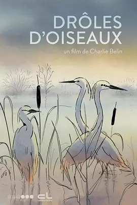 男生日女生视频